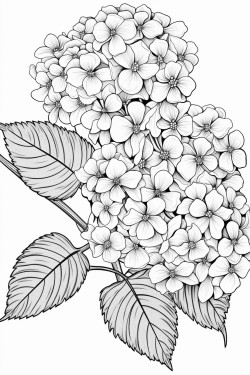 hortensia