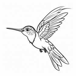 kolibri
