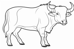 toro