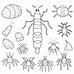 evolution and diversity of non living organisms including a bacteriophage