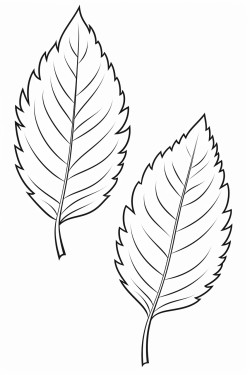 leaves