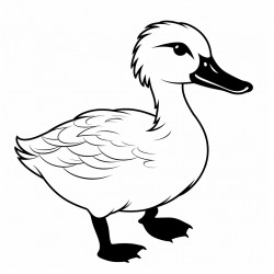 a duck
