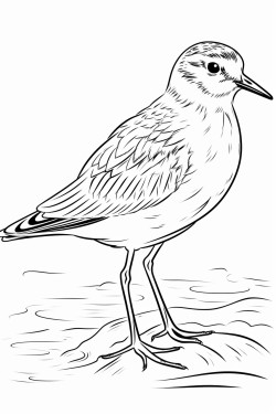 bird ruff calidris pugnax